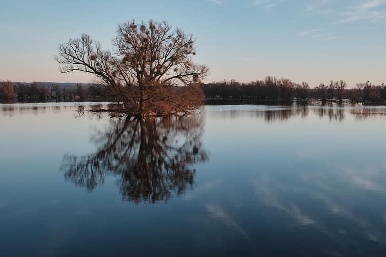 Landscape with a tree in Oderbruch